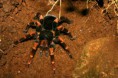 /album/photo-gallery-wildlife1/orange-kneed-tarantula-brachypelma-mesomeles-monteverde-jpg/